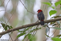 Spermophaga ruficapilla; Red-headed bluebill; Rödhuvad blånäbb