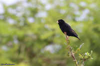 Vidua chalybeata; Village indigobird; Byänka