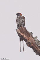 Cecropis abyssinica; Lesser-striped swallow; Mindre strimsvala