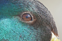 Anas platyrhynchos; Mallard; Gräsand