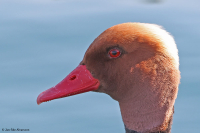Netta rufina; Red-crested pochard; Rödhuvad dykand