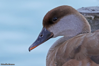 Netta rufina; Red-crested pochard; Rödhuvad dykand