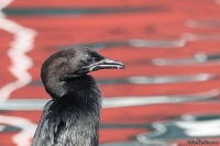 Microcarbo pygmaeus; Pygmy cormorant; Dvärgskarv