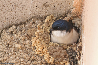 Delichon urbicum; Western house-martin; Hussvala