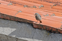Phoenicurus ochruros; Black redstart; Svart rödstjärt