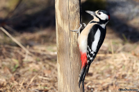 Dendrocopos major; Great spotted woodpecker; Större hackspett