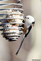 Aegithalos caudatus; Long-tailed tit; Stjärtmes