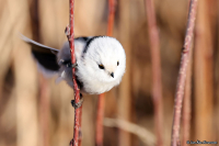 Aegithalos caudatus; Long-tailed tit; Stjärtmes