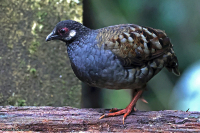 Arborophila campbelli; Malayan partridge; Malackasånghöna