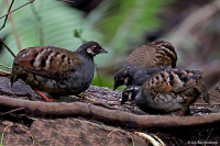 Arborophila campbelli; Malayan partridge; Malackasånghöna