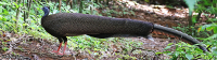 Argusianus argus; Great argus; Större argus