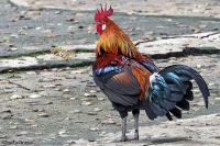 Gallus gallus; Red junglefowl; Röd djungelhöna
