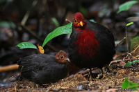 Haematortyx sanguiniceps; Crimson-headed partridge; Blodhöna