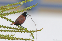 Lonchura atricapilla; Chestnut munia; Svarthuvad munia