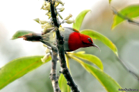 Aethopyga temminckii; Temminck's sunbird; Scharlakanssolfågel