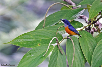 Dicaeum trigonostigma; Orange-bellied flowerpecker; Orangebukig blomsterpickare