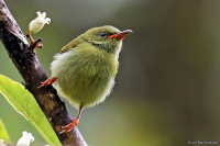 Dicaeum monticolum; Black-sided flowerpecker; Bergblomsterpickare