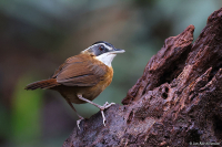 Pellorneum capistratoides; Bornean black-capped babbler; Vitbrynad timalia