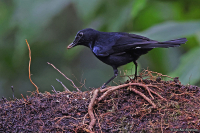 Myiomela leucura; White-tailed robin; Vitstjärtad näktergal