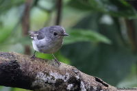 Ficedula westermanni; Little pied flycatcher; Nunneflugsnappare