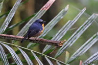 Ficedula hyperythra; Snowy-browed flycatcher; Vitbrynad flugsnappare