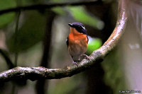 Ficedula dumetoria; Rufous-chested flycatcher; Orangebröstad flugsnappare