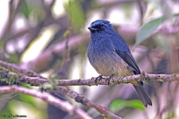 Eumyias indigo; Indigo flycatcher; Indigoflugsnappare