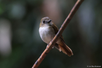 Cyornis ruficrissa; Crocker jungle flycatcher; Crockerflugsnappare
