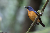 Cyornis montanus; Dayak blue flycatcher; Dajakflugsnappare