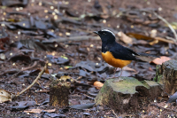 Copsychus stricklandii; White-crowned shama; Vitkronad shama