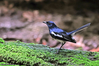 Copsychus saularis; Oriental magpie-robin; Orientshama