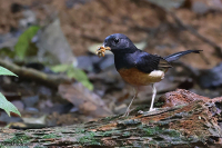 Copsychus malabaricus; White-rumped shama; Vitgumpad shama