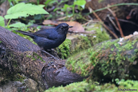 Brachypteryx erythrogyna; Bornean shortwing; Borneokortvinge