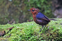 Brachypteryx erythrogyna; Bornean shortwing; Borneokortvinge