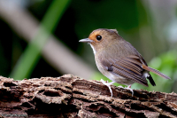 Anthipes solitaris; Rufous-browed flycatcher; Rostbrynad flugsnappare