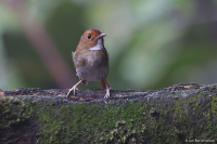Anthipes solitaris; Rufous-browed flycatcher; Rostbrynad flugsnappare