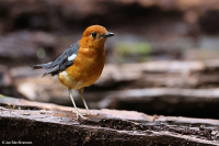 Geokichla citrina; Orange-headed thrush; Orangehuvad trast