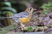 Geokichla citrina; Orange-headed thrush; Orangehuvad trast