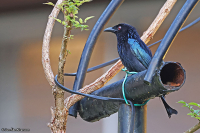 Aplonis panayensis; Asian glossy starling; Orientstare