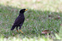 Acridotheres javanicus; Javan myna; Javamajna