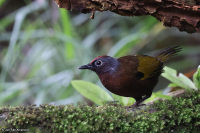 Trochalopteron peninsulae; Malayan laughingthrush; Malackafnittertrast