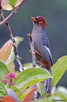 Pterorhinus treacheri; Chestnut-hooded laughingthrush; Brunhuvad fnittertrast