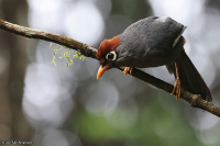 Pterorhinus mitratus; Chestnut-capped laughingthrush; Brunhättad fnittertrast