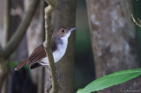 Pellorneum rostratum; White-chested babbler; Flodtimalia