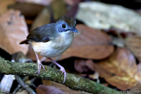Pellorneum malaccense; Mourning babbler; Kortstjärtad timalia