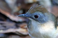 Pellorneum malaccense; Mourning babbler; Kortstjärtad timalia