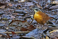 Pellorneum capistratoides; Bornean black-capped babbler; Vitbrynad timalia