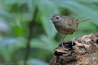 Gypsophila brevicaudata; Streaked wren-babbler; Kortstjärtad smygtimalia