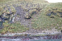 Eudyptes chrysolophus; Macaroni penguin; Makaronipingvin