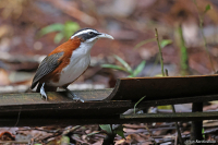 Pomatorhinus bornensis; Sunda scimitar babbler; Sundasabeltimalia